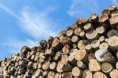今年以来白俄罗斯的木材出口超过了1.2亿美元